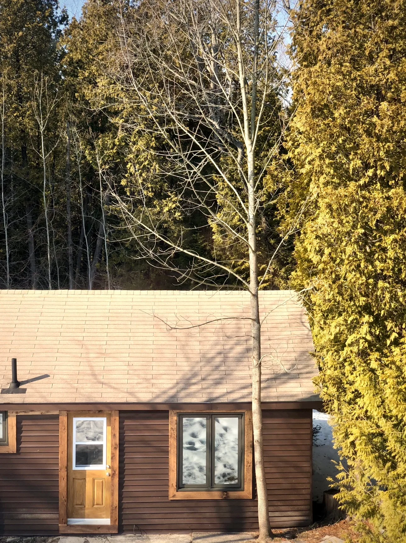 A brown cabin with a wooden door and a cedar behind it at Red Bay Lodge