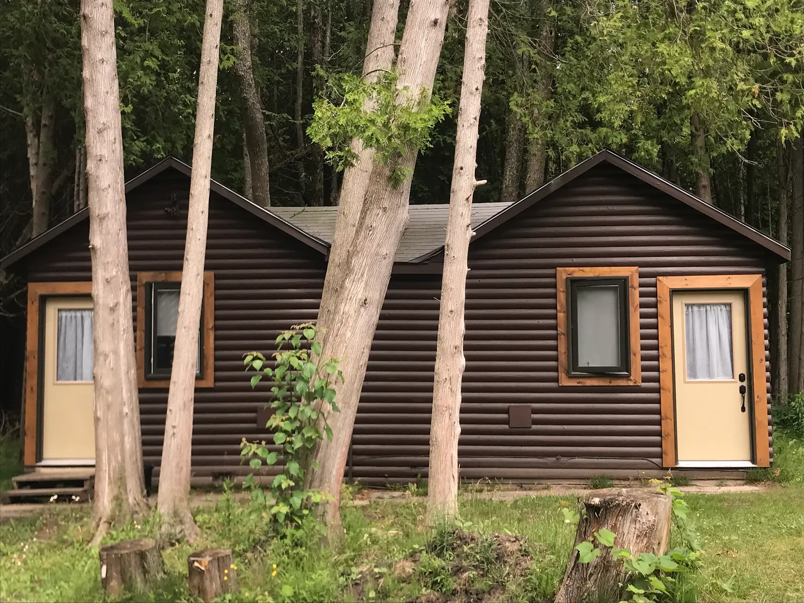 The Maple, a 2 bedroom cabin, standing among tall birch trunks