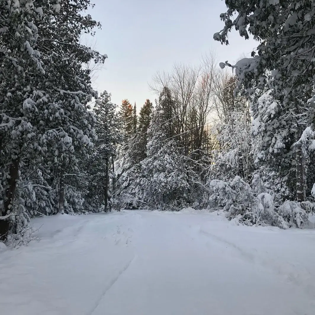 A snowy lane through the trees at Red Bay Lodge in winter